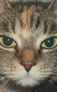 Preview wallpaper cat, muzzle, look, striped