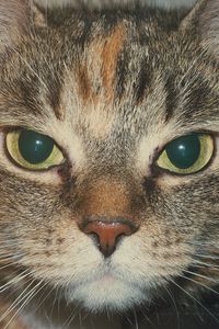 Preview wallpaper cat, muzzle, look, striped