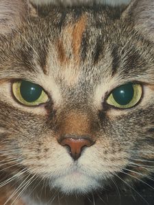 Preview wallpaper cat, muzzle, look, striped
