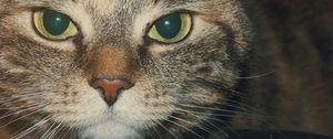 Preview wallpaper cat, muzzle, look, striped