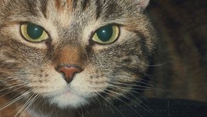 Preview wallpaper cat, muzzle, look, striped