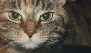 Preview wallpaper cat, muzzle, look, striped