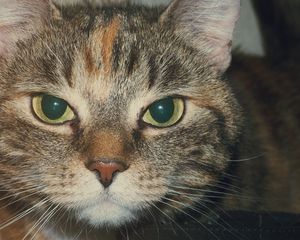 Preview wallpaper cat, muzzle, look, striped