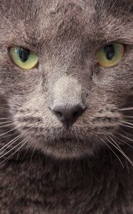 Preview wallpaper cat, muzzle, look
