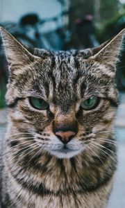 Preview wallpaper cat, muzzle, look, severe
