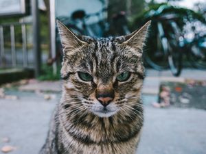 Preview wallpaper cat, muzzle, look, severe