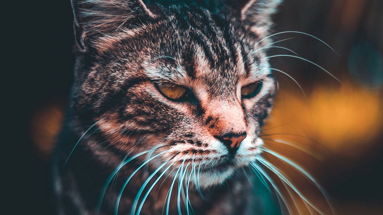 Wallpaper cat, muzzle, look, blur
