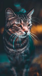 Preview wallpaper cat, muzzle, look, blur