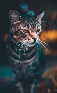 Preview wallpaper cat, muzzle, look, blur