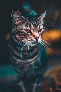 Preview wallpaper cat, muzzle, look, blur