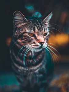 Preview wallpaper cat, muzzle, look, blur