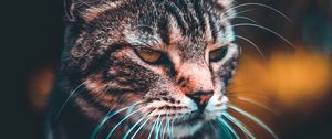 Preview wallpaper cat, muzzle, look, blur