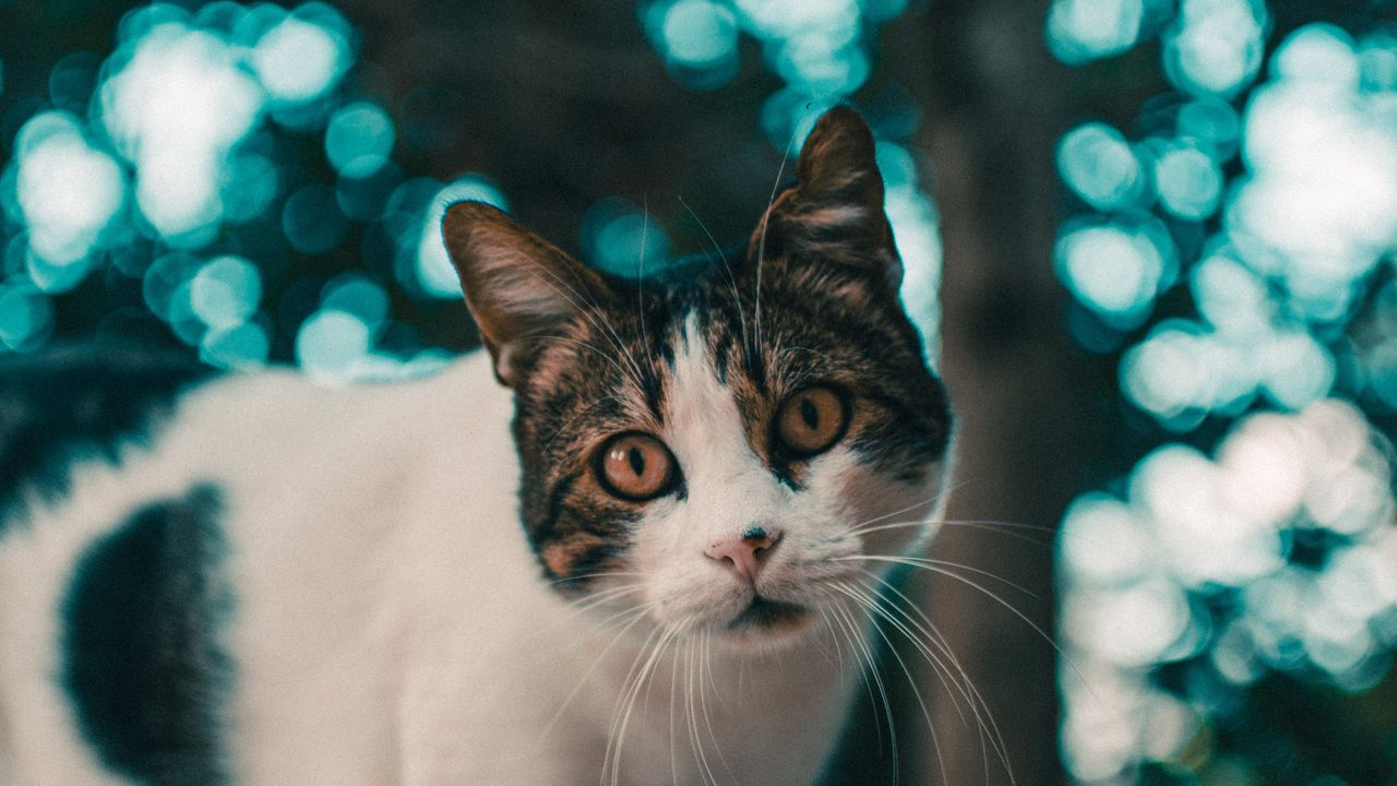 Wallpaper cat, muzzle, look, glare, blur