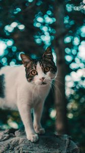 Preview wallpaper cat, muzzle, look, glare, blur