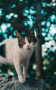 Preview wallpaper cat, muzzle, look, glare, blur
