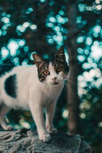 Preview wallpaper cat, muzzle, look, glare, blur