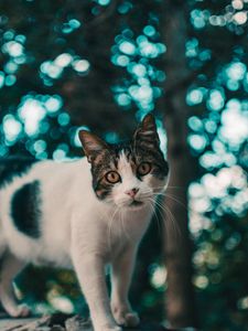 Preview wallpaper cat, muzzle, look, glare, blur