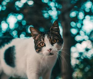 Preview wallpaper cat, muzzle, look, glare, blur