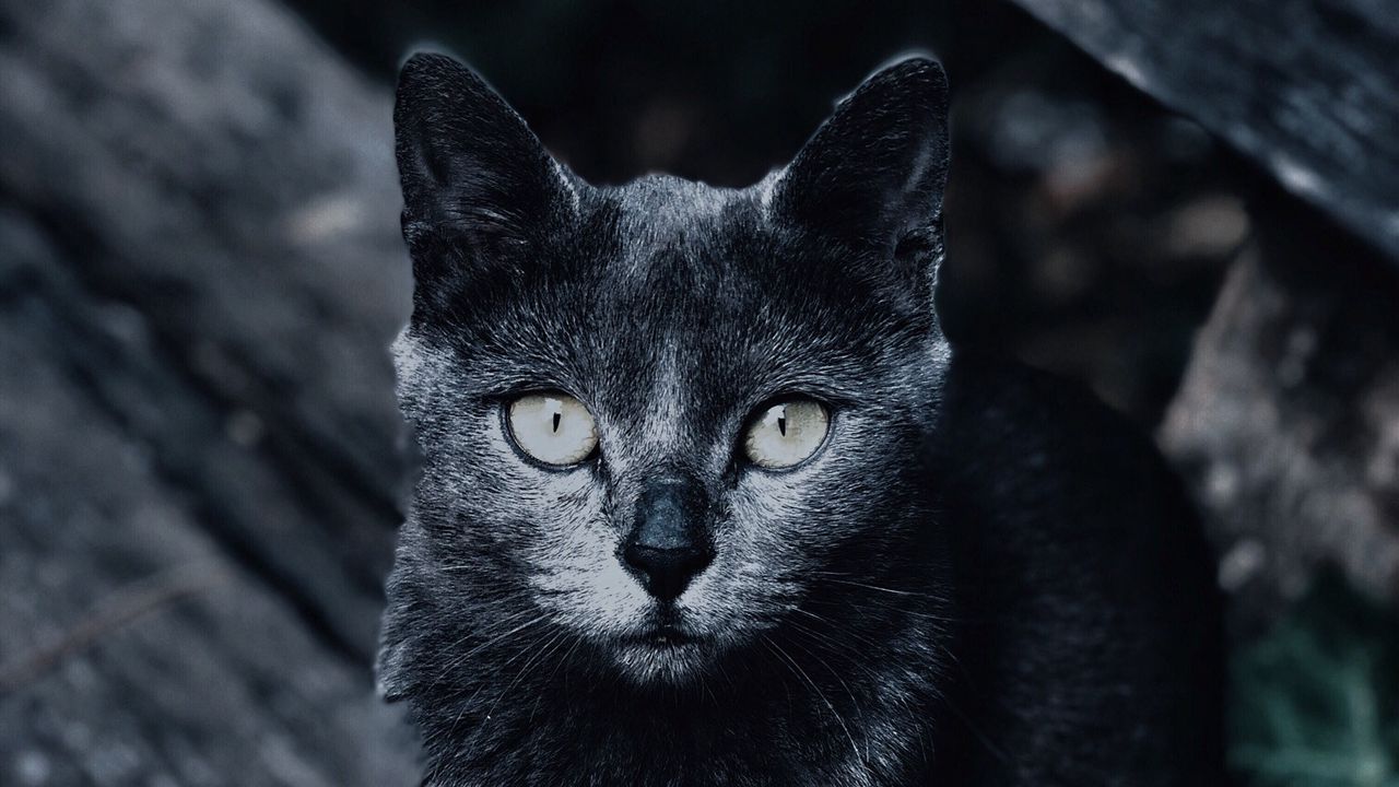 Wallpaper cat, muzzle, look, gray, blur