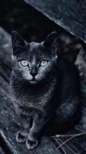 Preview wallpaper cat, muzzle, look, gray, blur