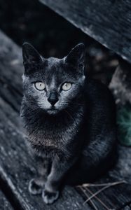 Preview wallpaper cat, muzzle, look, gray, blur