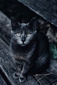 Preview wallpaper cat, muzzle, look, gray, blur
