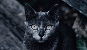 Preview wallpaper cat, muzzle, look, gray, blur