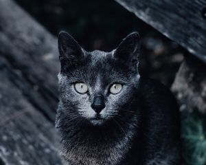Preview wallpaper cat, muzzle, look, gray, blur