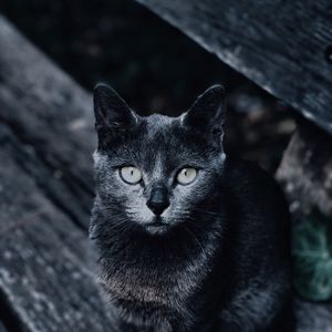 Preview wallpaper cat, muzzle, look, gray, blur