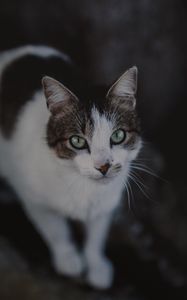 Preview wallpaper cat, muzzle, look, spotted, blur