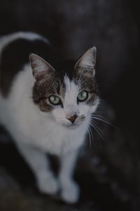 Preview wallpaper cat, muzzle, look, spotted, blur