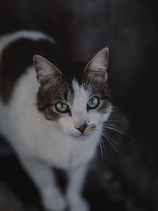 Preview wallpaper cat, muzzle, look, spotted, blur