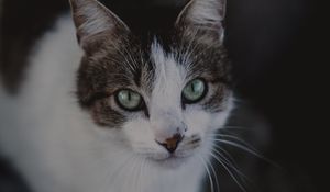 Preview wallpaper cat, muzzle, look, spotted, blur
