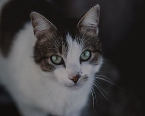 Preview wallpaper cat, muzzle, look, spotted, blur