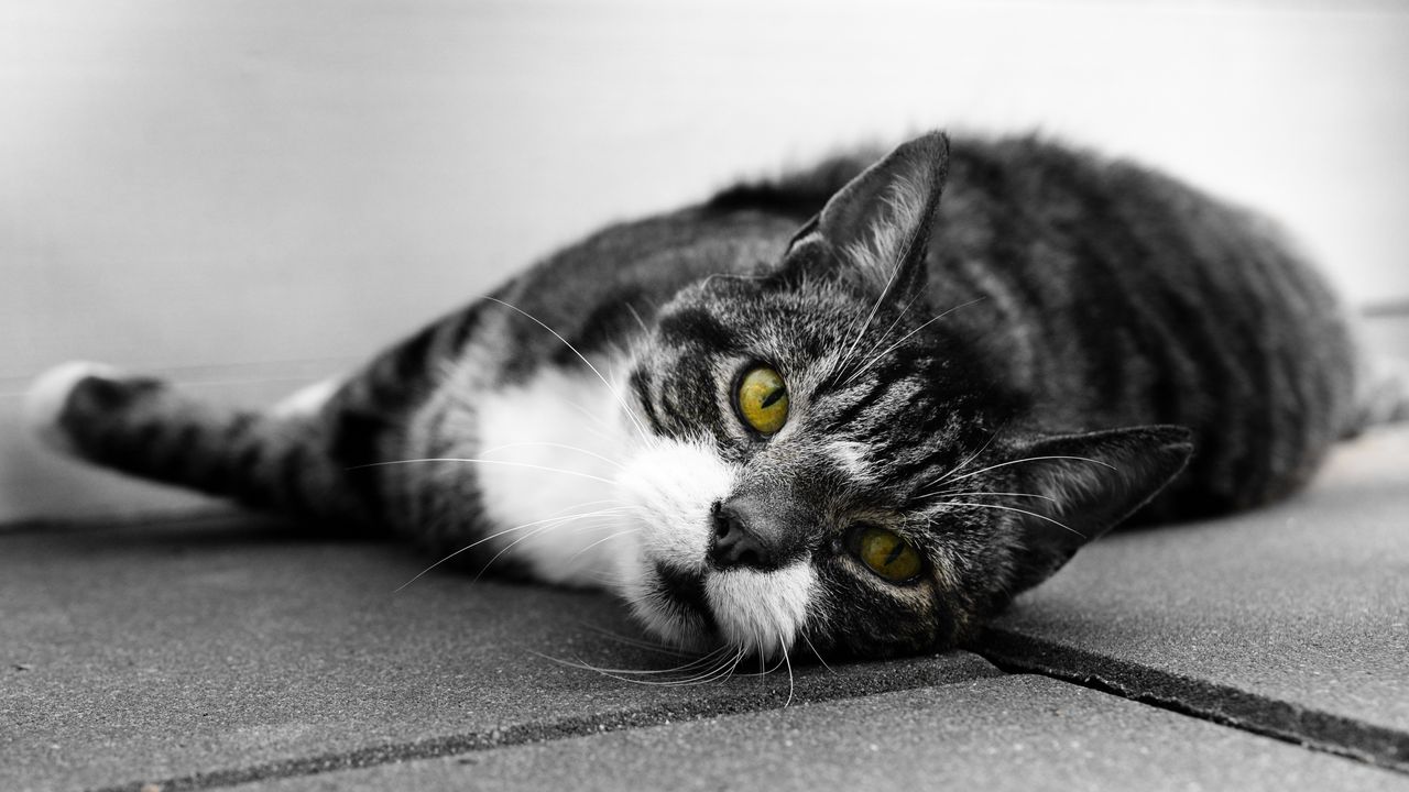 Wallpaper cat, muzzle, look, lies, bw