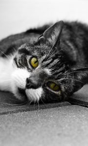 Preview wallpaper cat, muzzle, look, lies, bw