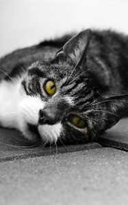Preview wallpaper cat, muzzle, look, lies, bw