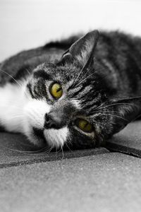 Preview wallpaper cat, muzzle, look, lies, bw