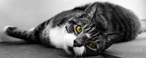 Preview wallpaper cat, muzzle, look, lies, bw