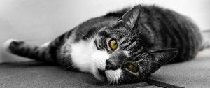 Preview wallpaper cat, muzzle, look, lies, bw