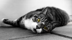 Preview wallpaper cat, muzzle, look, lies, bw