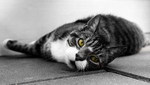 Preview wallpaper cat, muzzle, look, lies, bw