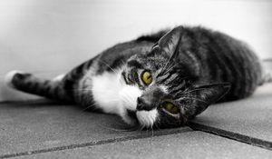 Preview wallpaper cat, muzzle, look, lies, bw
