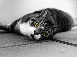Preview wallpaper cat, muzzle, look, lies, bw