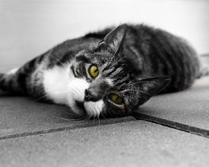 Preview wallpaper cat, muzzle, look, lies, bw