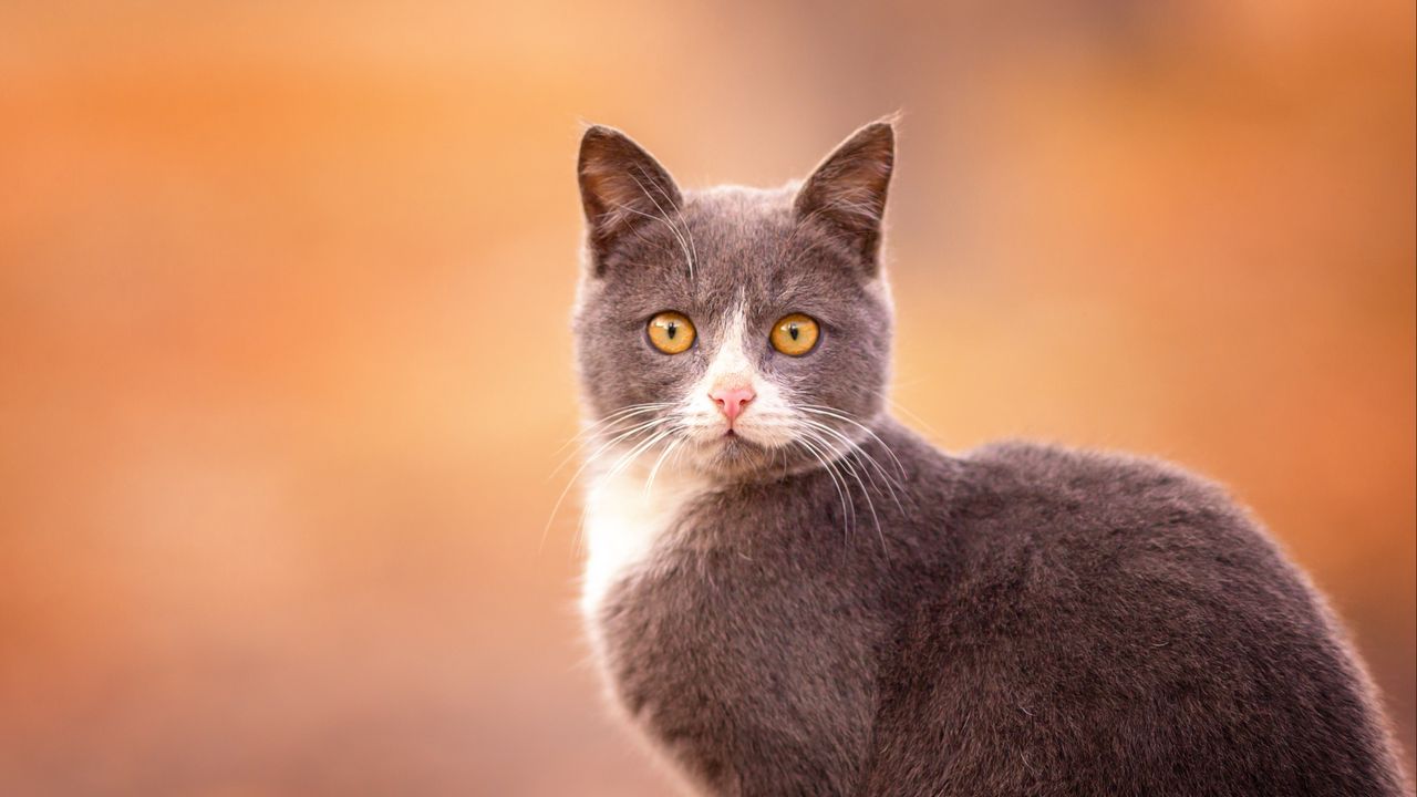 Wallpaper cat, muzzle, look, surprise, gray