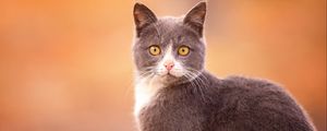 Preview wallpaper cat, muzzle, look, surprise, gray