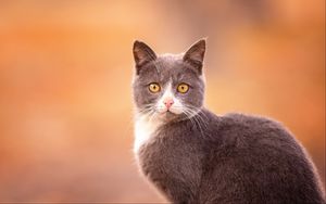Preview wallpaper cat, muzzle, look, surprise, gray