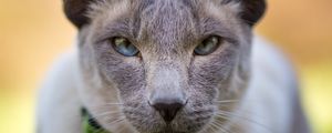 Preview wallpaper cat, muzzle, look, severe, blurry, eared