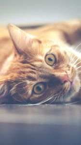 Preview wallpaper cat, muzzle, lying, red